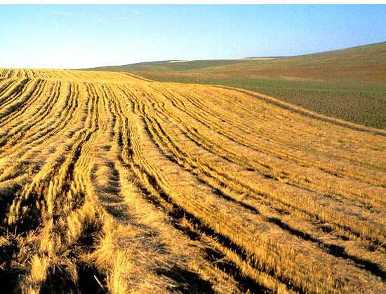 季风水田农业分布_季风水田农业的区位条件_季风水田农业生产条件
