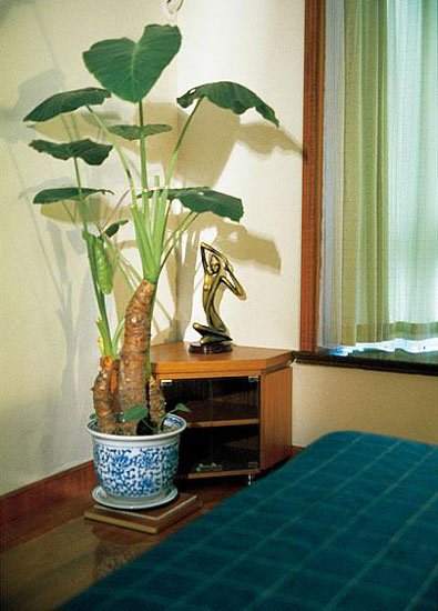 卧室摆放植物风水禁忌有哪几种植物好呢？